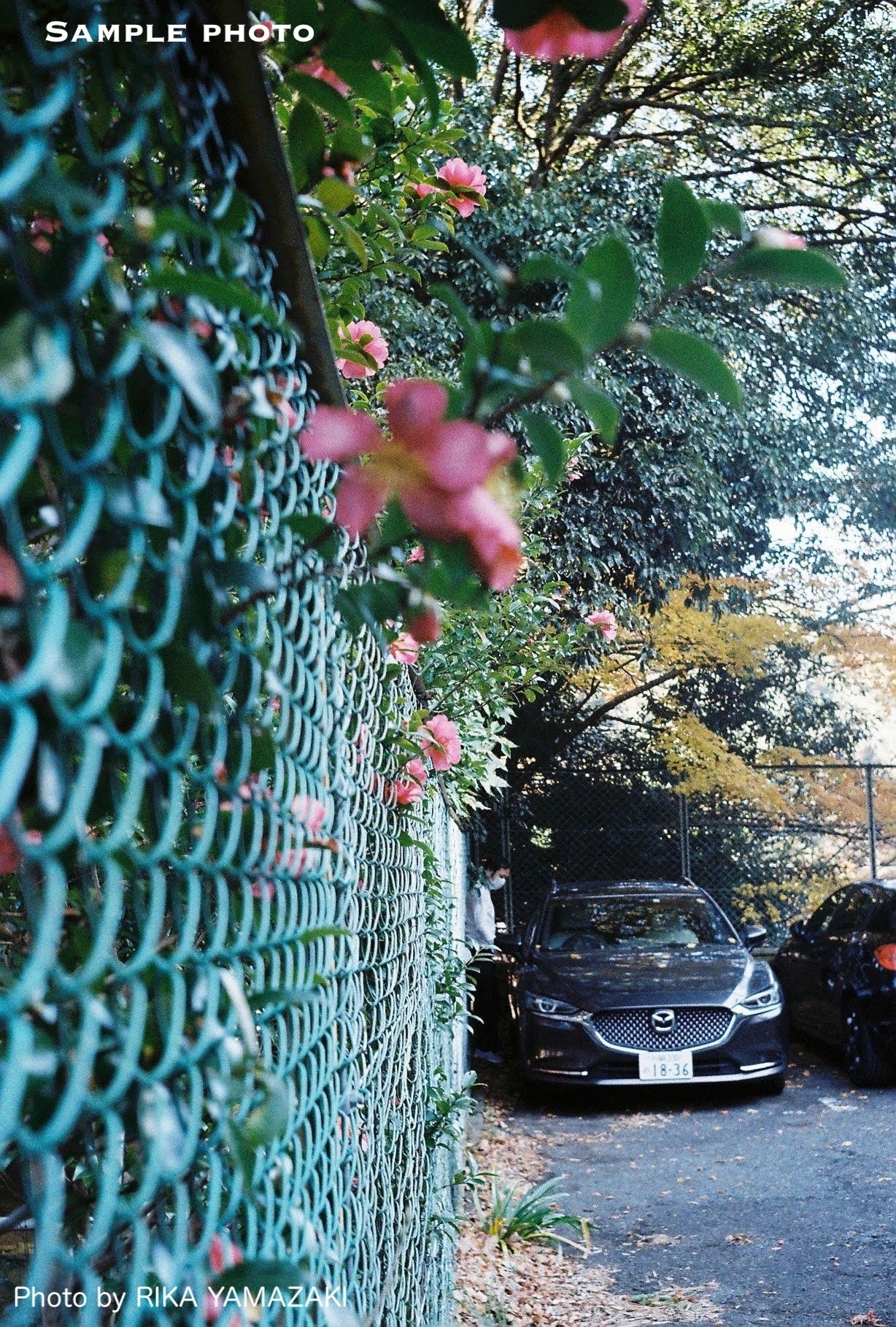 Olympus Trip 35 Vintage 35mm Film Camera | Wasabi Green