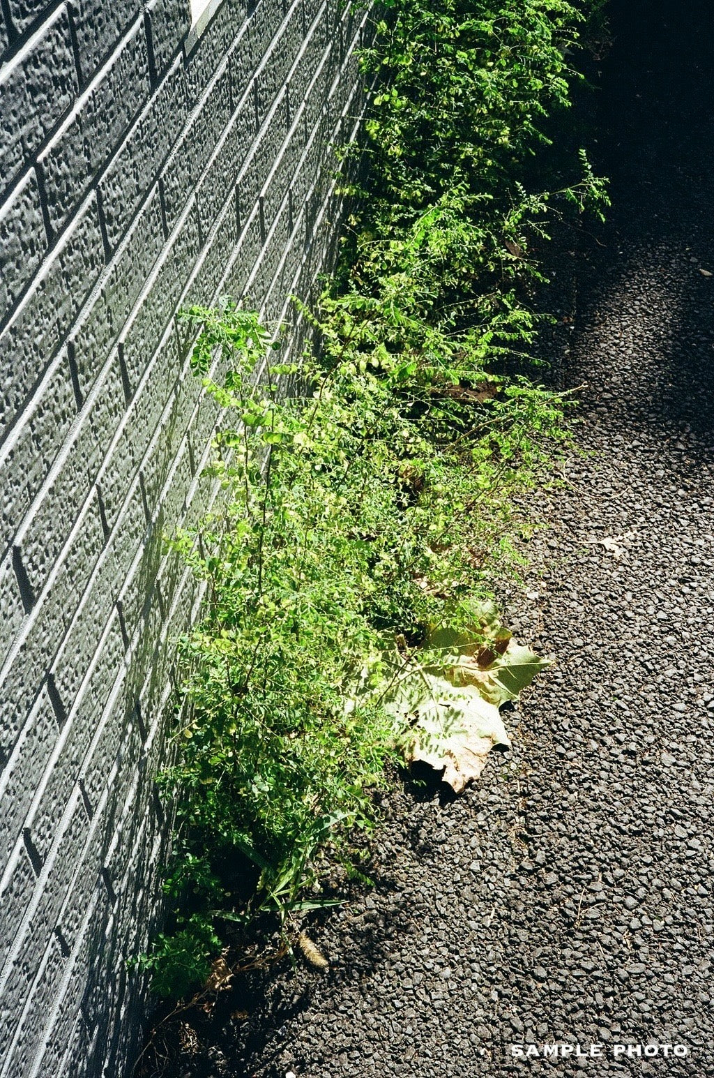 Olympus DC 35 with Deep Navy Leather