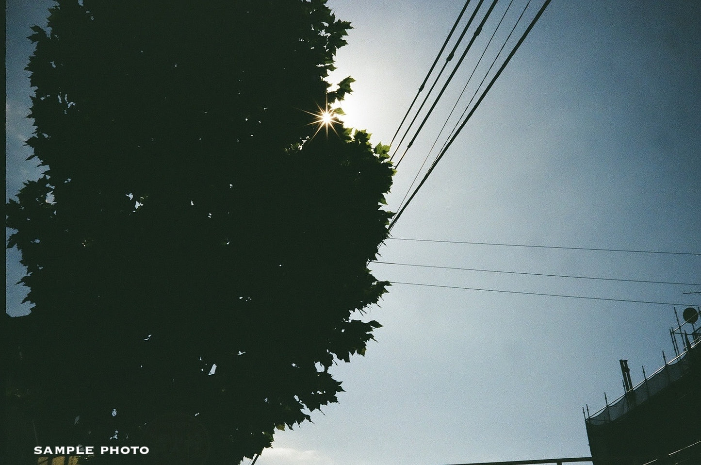 Olympus DC 35 with Deep Navy Leather