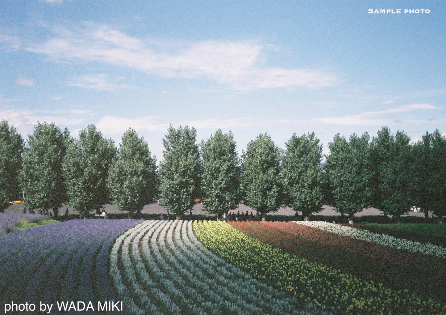 Olympus Trip 35 Vintage 35mm Film Camera | Wasabi Green